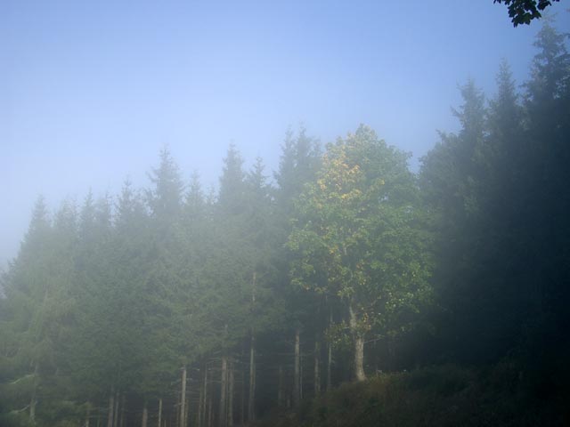 Naßkamm