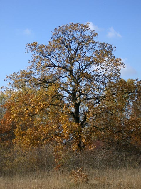 Obere Lobau