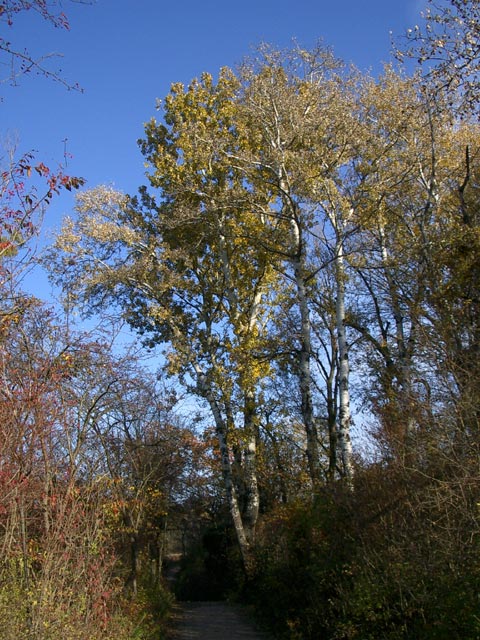 Obere Lobau
