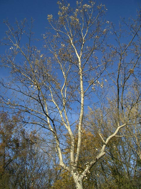 Untere Lobau
