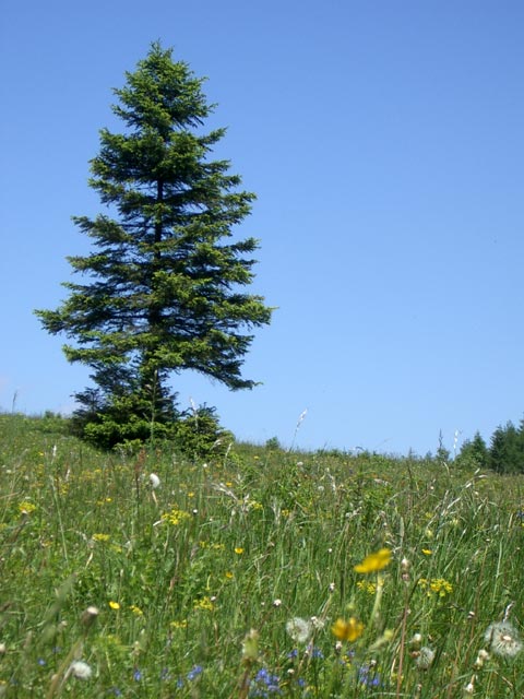 Bucheben