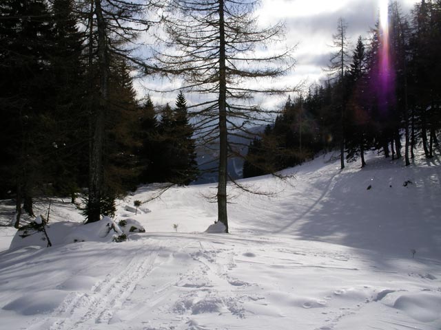 Eschenriegel