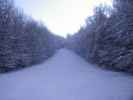 Schneise
