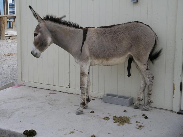 in Oatman (17. Mai)