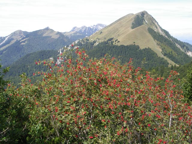 Krvavka (3. Sep.)