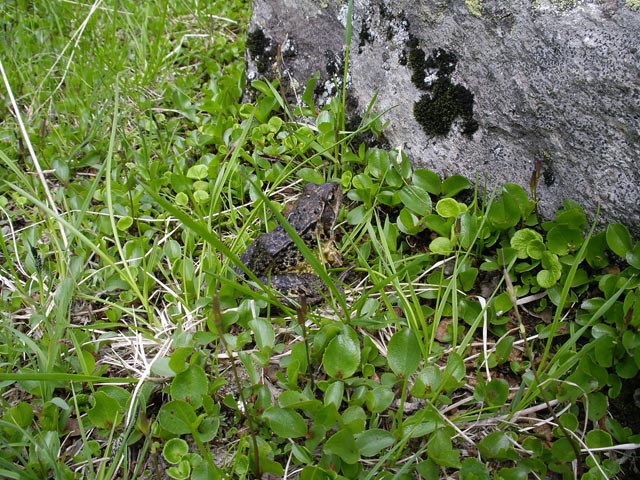 Schwarze Böden