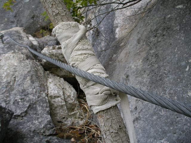 Baumschutz