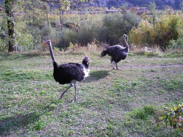Strausse (4. Nov)