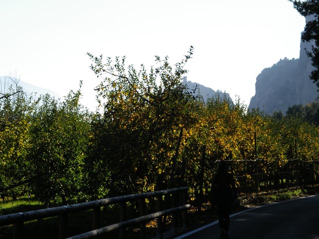 Sarcatal (4. Nov)