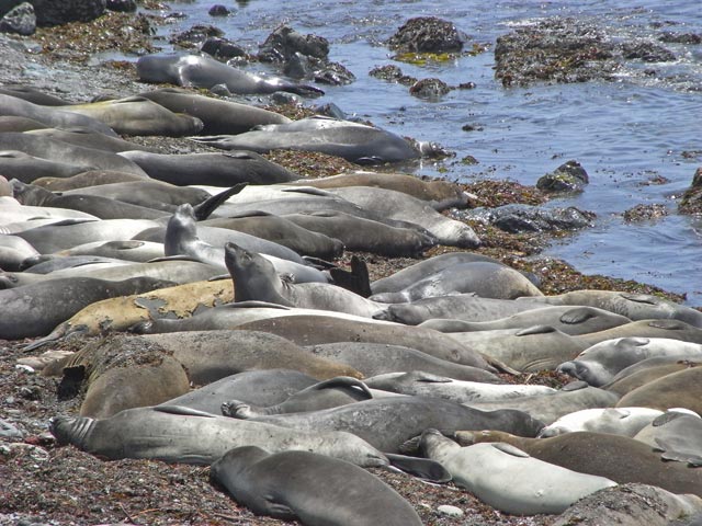Pazifikküste zwischen Point San Simeon und Point Piedras Blancas (8. Mai)