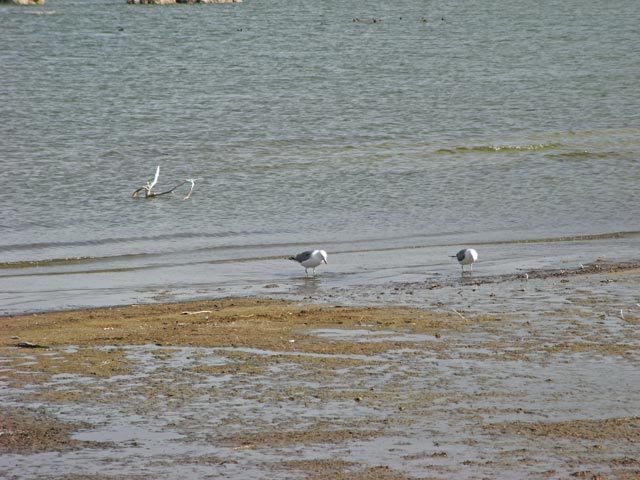 Mono Lake (14. Mai)