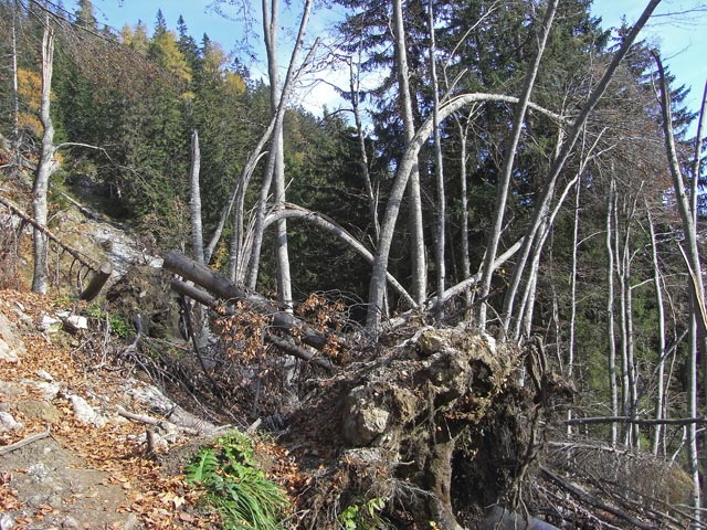 neben Weg 646 zwischen Ennstaler Hütte und Butterbründl (19. Okt.)