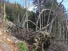 neben Weg 646 zwischen Ennstaler Hütte und Butterbründl (19. Okt.)