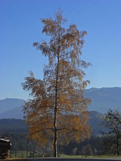 Aschau (26. Okt.)