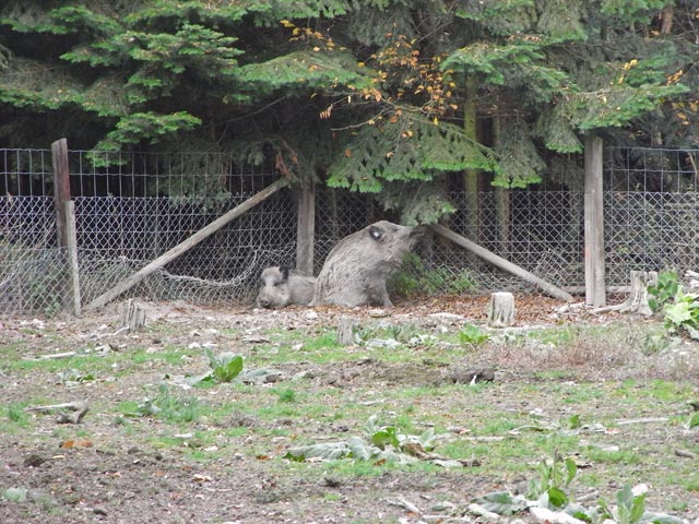 Wildschweine