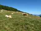 Premersdorfer Alm, 1.839 m (1. Sept.)