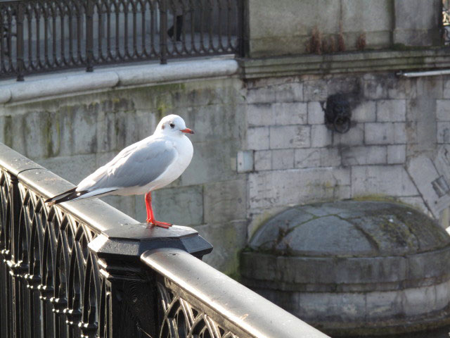 Münsterbrücke