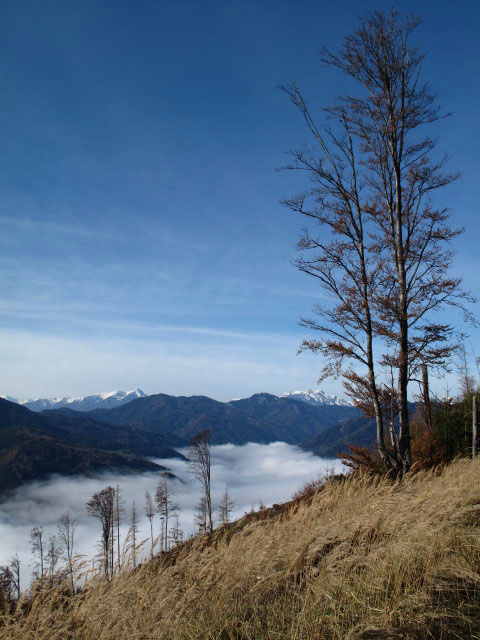 Lamingtal