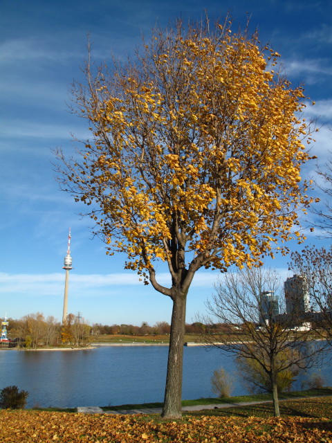 zwischen Brigittenauer Brücke und Reichsbrücke