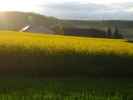 Siegenfeld (7. Mai)