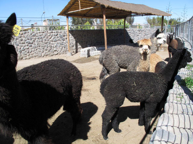 Fabrica Incalpaca (7. Juli)