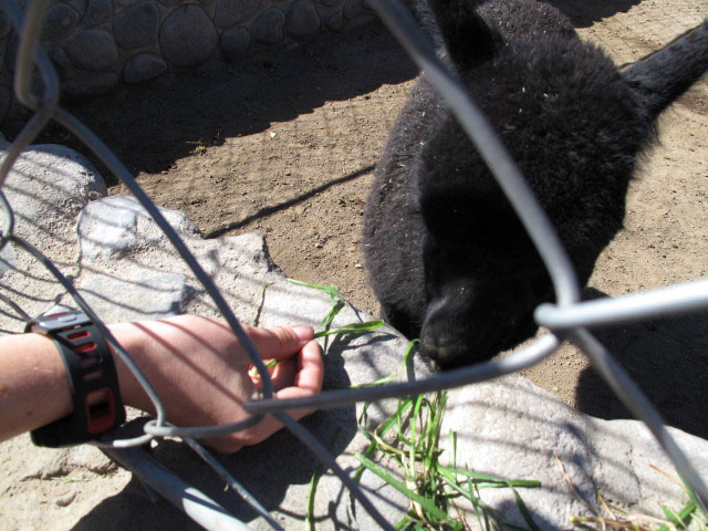 Fabrica Incalpaca (7. Juli)