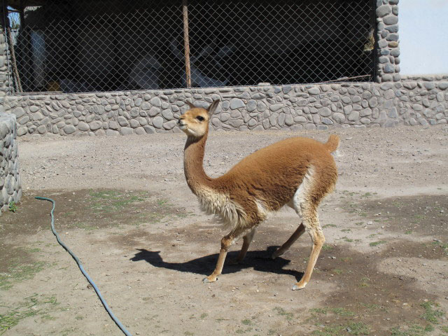 Fabrica Incalpaca (7. Juli)