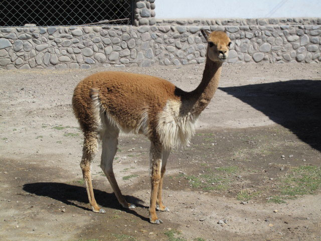 Fabrica Incalpaca (7. Juli)