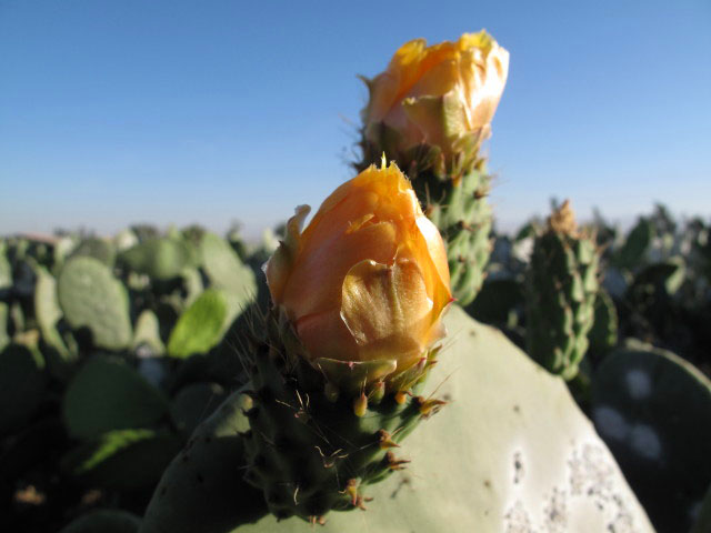 neben der Panamerica Sur zwischen La Joya und Rio Vitor (8. Juli)