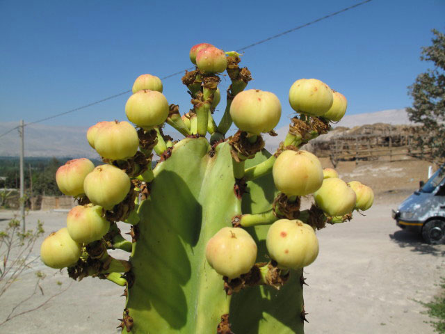 bei den Petroglifos de Toro Muerto (8. Juli)