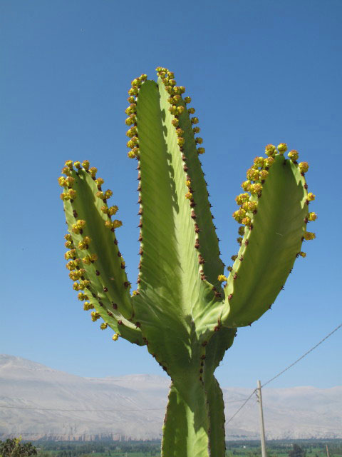 bei den Petroglifos de Toro Muerto (8. Juli)