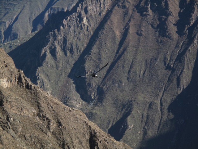 Ca&ntilde;on del Colca vom Mirador Cruz del Condor aus (9. Juli)