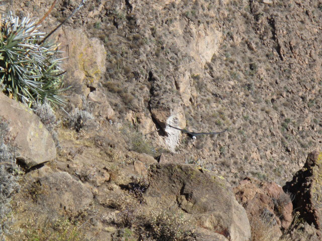 Ca&ntilde;on del Colca vom Mirador Cruz del Condor aus (9. Juli)