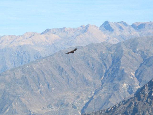 Ca&ntilde;on del Colca vom Mirador Cruz del Condor aus (9. Juli)