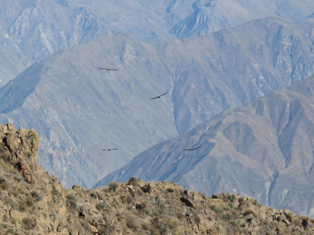 Ca&ntilde;on del Colca vom Mirador Cruz del Condor aus (9. Juli)