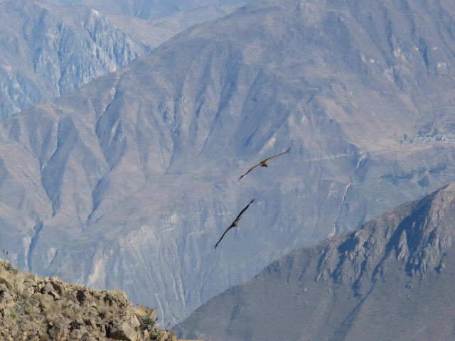 Ca&ntilde;on del Colca vom Mirador Cruz del Condor aus (9. Juli)