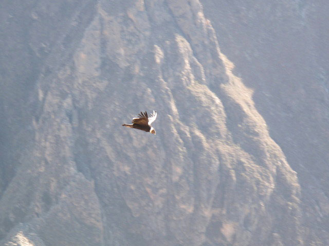 Ca&ntilde;on del Colca vom Mirador Cruz del Condor aus (9. Juli)