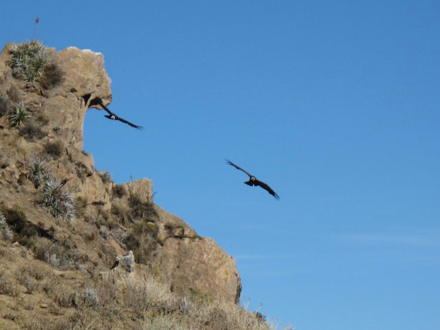 Ca&ntilde;on del Colca vom Mirador Cruz del Condor aus (9. Juli)