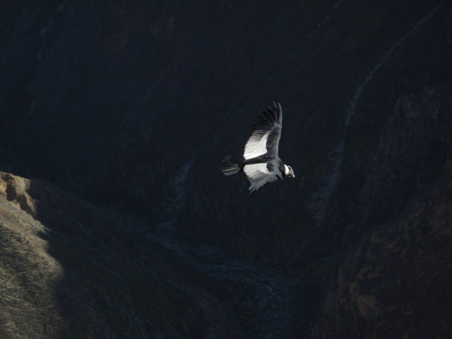 Ca&ntilde;on del Colca vom Mirador Cruz del Condor aus (9. Juli)