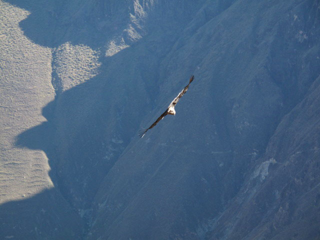 Ca&ntilde;on del Colca vom Mirador Cruz del Condor aus (9. Juli)