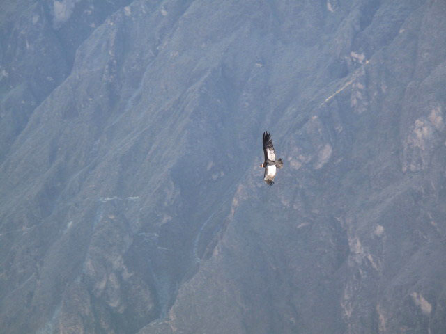Ca&ntilde;on del Colca vom Mirador Cruz del Condor aus (9. Juli)