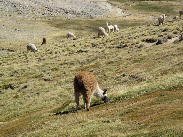 zwischen &Ntilde;aupallacta und Nevado Mismi (11. Juli)