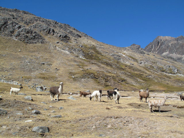 zwischen Laguna Janq'u Quta und Cerro Wila Lluxita (26. Juli)