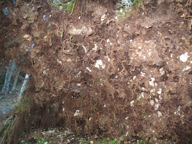 Treibsteig
