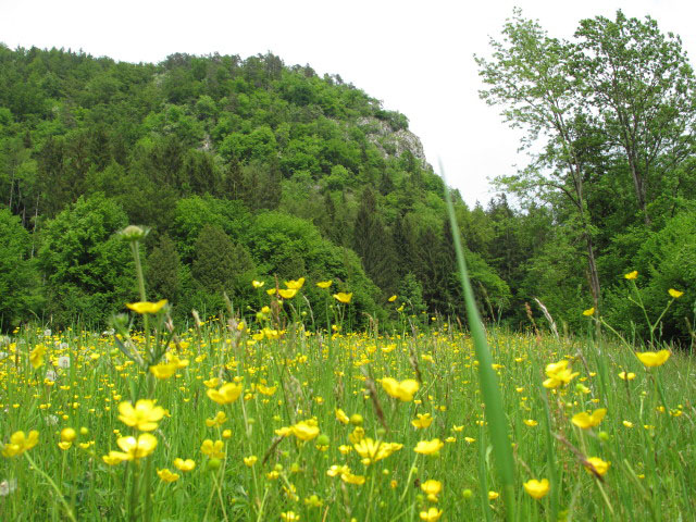 Thesenfelsen
