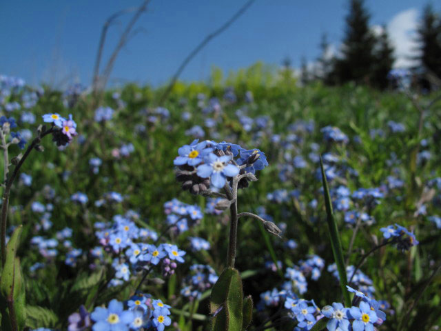 Kulmkogel