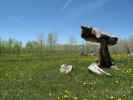 neben dem Jersey Jim Lookout Jeeptrail zwischen West Mancos Overlook und Gold Run Jeeptrail (31. Mai)