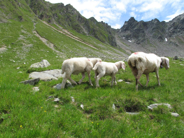 neben Weg 2 zwischen Alplerspitz und Hühnerspielalm (3. Juli)