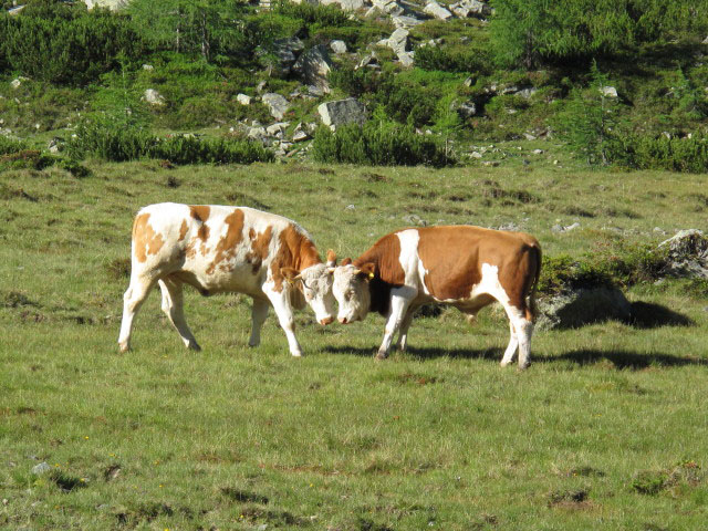 Lackenböden (9. Juli)