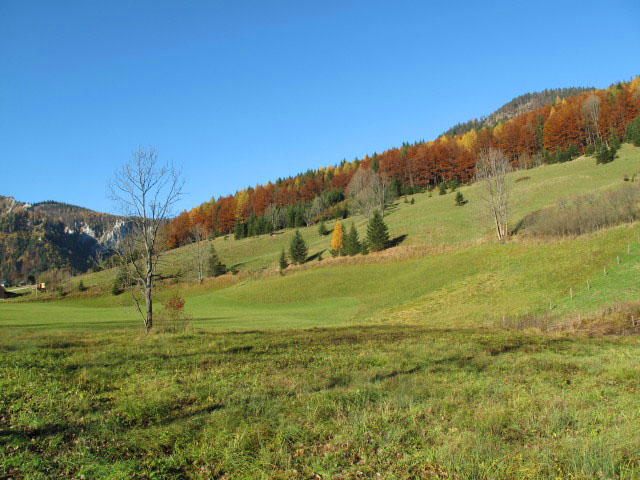Hinternasswald
